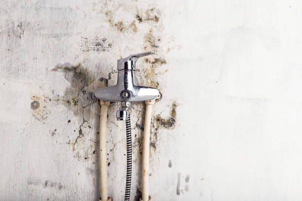Best DIY Mold Remediation Support Services in Hampton Bays, NY